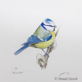kupferstich-blaumeise-singvogel-coloriert