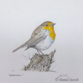 kupferstich-rotkehlchen-singvogel-coloriert
