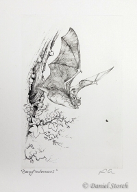kupferstich-zwergfledermaus-fledermaus