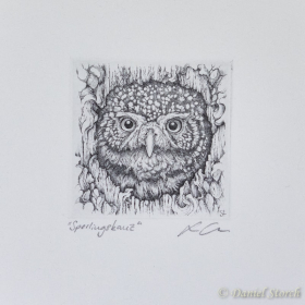 original-kupferstich-eule-tiefdruck-druckgrafik-sperlingskauz-copperplate-engraving-owl