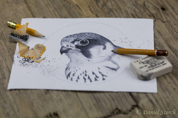skizze-greifvogel-jagdschmuck-falkner-schmuck skizze-greifvogel-jagdschmuck-falkner-schmuck